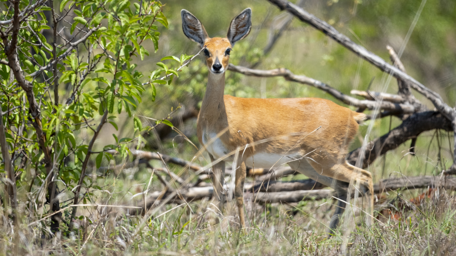 Kruger25 2025 10 29 12 25 19 ILCE 1M2 341